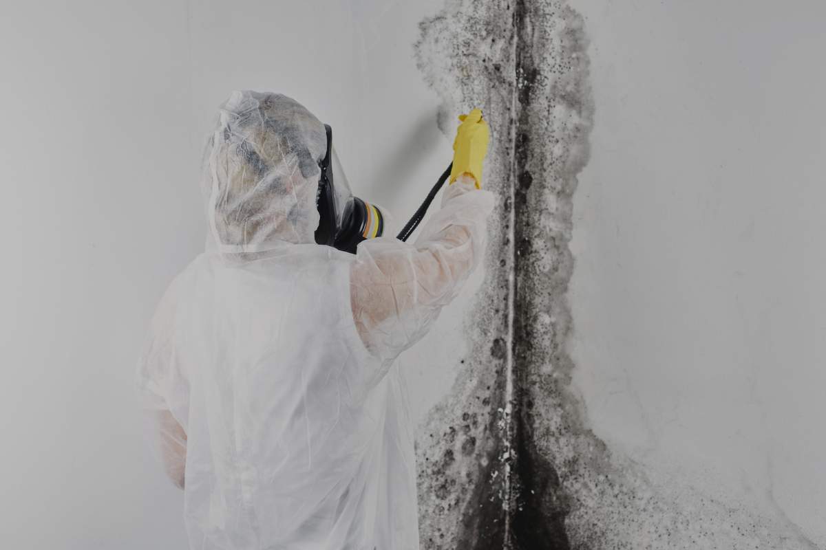 Commercial Mold Removal Services Near Me