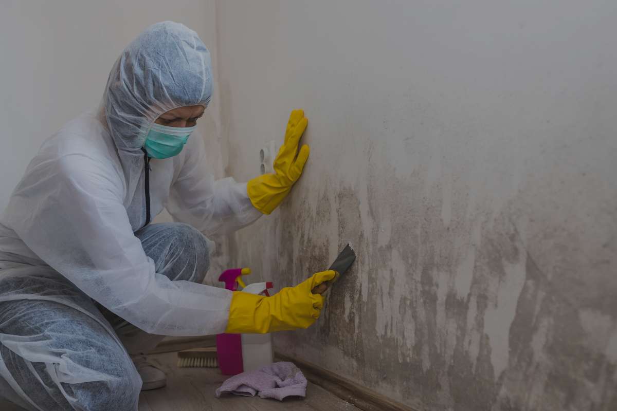 Mold Containment Services Near Me
